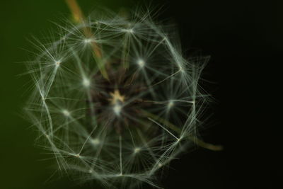 Close-up of dandelion against black background