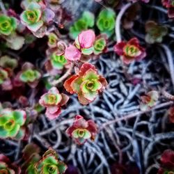 Close-up of multi colored flowers