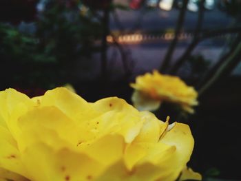 Close-up of yellow flowers blooming outdoors