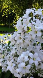 Close-up of white flowers