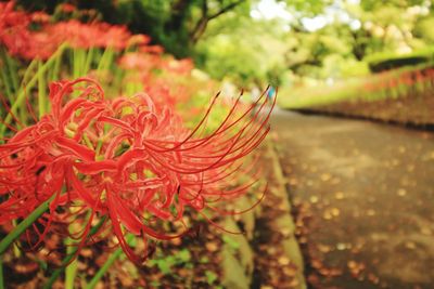 Close-up of red flowers in park