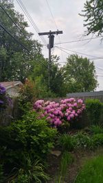 Flowers growing on tree against sky