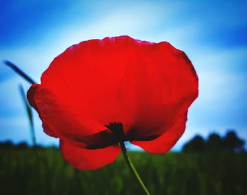 Close-up of red flower blooming against clear sky