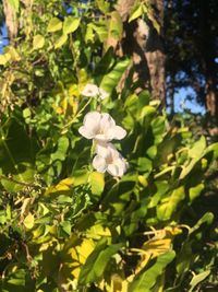 Close-up of white flowers blooming on tree