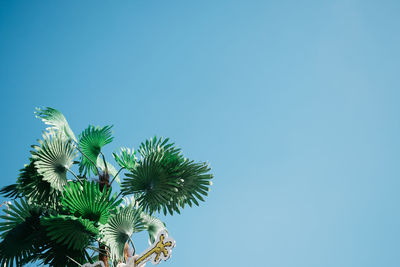 Low angle view of palm trees against blue sky