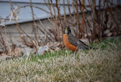 Close-up of bird perching on grass