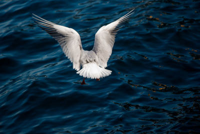 Seagull flying over lake