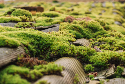 Tiled roof covered with moss. the stone is covered with beautiful moss and lichen. 