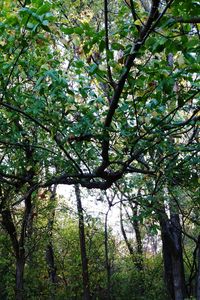 Low angle view of trees in forest