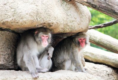 Close-up of monkey sitting on stone wall