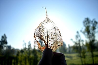 Close-up of person holding plant against sky