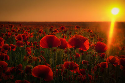 Close-up of poppies on field against sky during sunset