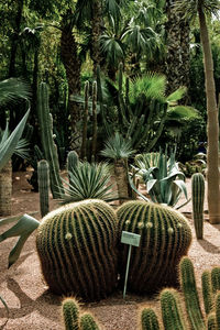 Cactus growing on field