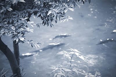 Tree branches against sky