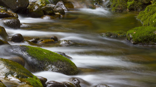 Scenic view of waterfall in forest