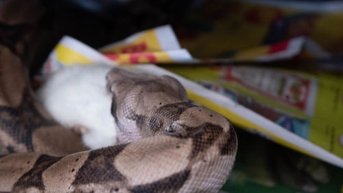 Close-up of stuffed toy on table