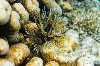 Close-up of coral in sea