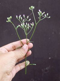 Close-up of hand holding small plant