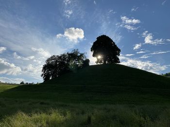 Low angle view of trees on field against sky