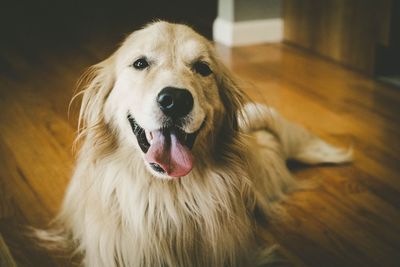 Close-up portrait of dog sticking out tongue at home