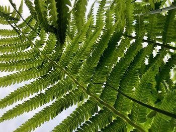 Close-up of fern leaves