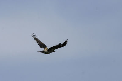 Low angle view of eagle flying in sky