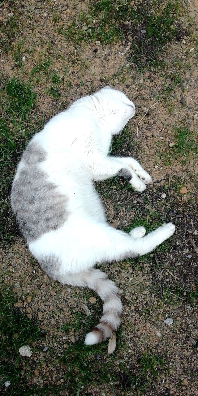 animal themes, animal, one animal, high angle view, domestic cat, domestic, domestic animals, pets, cat, mammal, feline, white color, vertebrate, no people, relaxation, nature, day, field, resting, land, whisker