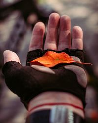 Cropped hand holding leaf