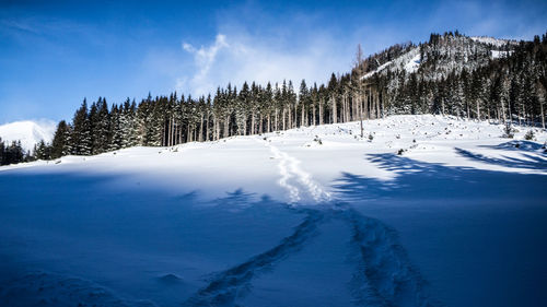 Panoramic view of pine trees on snowcapped mountain against sky