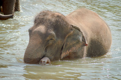 The asian elephant swim in the river