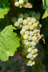 Close-up of grapes growing on plant