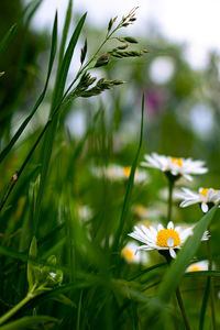 Close-up of white flowering plant