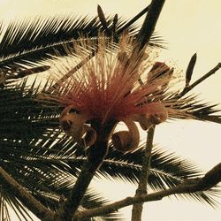 Low angle view of palm tree against sky