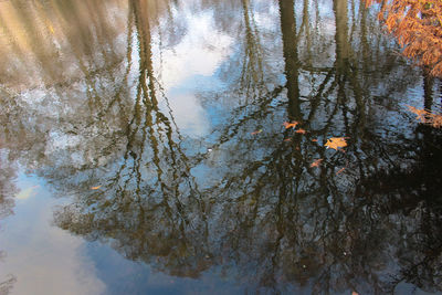 Reflection of trees in lake