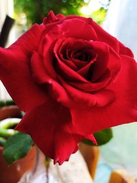 Close-up of rose bouquet