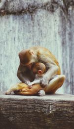 Monkey sitting on wood