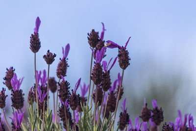 Close-up of purple flowering plants against sky