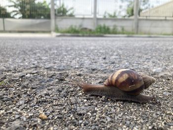 Close-up of snail