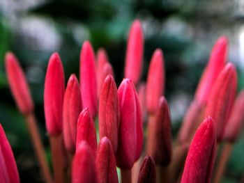 Close-up of pink flowering plants on field