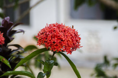 Close-up of red flowering plant