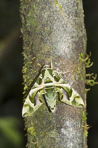 Close-up of insect on tree trunk