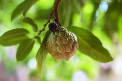 Close-up of fresh fruits hanging on tree