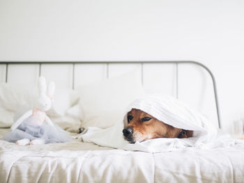 A dog peeks out from under a blanket on a bed