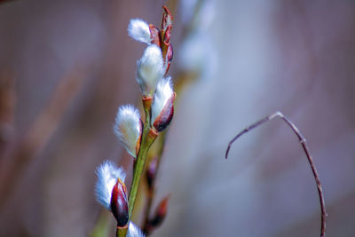 Close-up of pussy willow plant