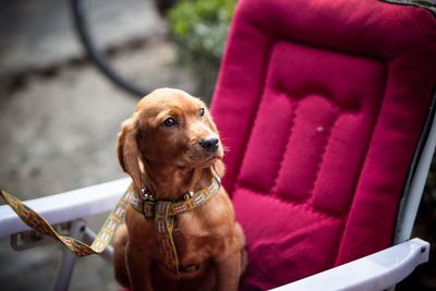 Dog looking away while sitting on outdoors