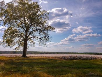 Tree on field against sky