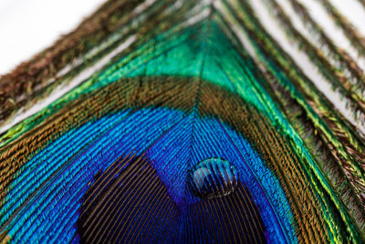 Close-up of peacock feathers