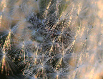 Full frame shot of green leaves