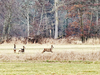 Horses in a field