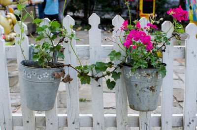 Close-up of plants in the baskets against the wooden door